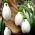 Set 9 - Snowdrop - 30 stk + 5 stk GRATIS - 