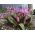 Erythronium - Purple King