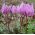 Erythronium - Purple King