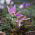 Erythronium - Purple King