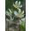 Erythronium - White Beauty