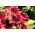 Fekete szemű Susan "Cherry Brandy" - kétszínű - 150 mag - Rudbeckia hirta - magok