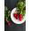 Radish - Cherry Belle - Quick Growing, Crisp Texture, Sweet Flavour - Fresh Seeds