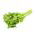 Schnittsellerie 'Green cutting' - ideal für das Trocknen