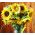 Slnečnica - stredne vysoký výber odrôd pre rezané kvety - 135 semien - Helianthus annuus - semená