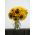 Slnečnica - stredne vysoký výber odrôd pre rezané kvety - 135 semien - Helianthus annuus - semená