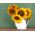 Slnečnica - stredne vysoký výber odrôd pre rezané kvety - 135 semien - Helianthus annuus - semená