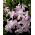 Chionodoxa forbesii - Pink Giant - csomag 10 darab
