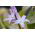 Chionodoxa forbesii - Pink Giant - csomag 10 darab