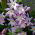 Chionodoxa forbesii - Pink Giant - csomag 10 darab