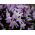 Chionodoxa forbesii - Pink Giant - csomag 10 darab