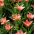 Tulipa Fashion - Tulip Fashion - 5 bulbs