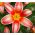 Tulipa Fashion - Tulip Fashion - 5 bulbs