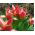 Tulipa Fashion - Tulip Fashion - 5 bulbs