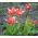 Tulipa Fashion - Tulip Fashion - 5 bulbs
