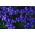 Tulip Blue – large pack! – 50 pcs