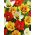 Tulipano Botanico - Miscela di colori - Tulipa - Mini fioriture, maxi effetto - Bulbi - 5 pz