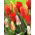 Tulipano Botanico - Miscela di colori - Tulipa - Mini fioriture, maxi effetto - Bulbi - 5 pz