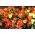 Tulipano Botanico - Miscela di colori - Tulipa - Mini fioriture, maxi effetto - Bulbi - 5 pz