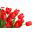 Rote Tulpe- Red - große Packung! - 50 Stück