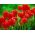 Tulipa Red - Tulip Red - 5 bulbs