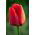 Rote Tulpe- Red - große Packung! - 50 Stück