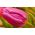 Tulipaner Rose - pakke med 5 stk - Tulipa Rose