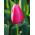 Tulipe rose - Rose - grand paquet ! - 50 pièces - 
