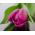 Tulipaner Rose - pakke med 5 stk - Tulipa Rose