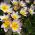 Tulipa Saxatilis - Tulpe Saxatilis - 5 Zwiebeln