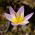 Tulipa Saxatilis - Tulpe Saxatilis - 5 Zwiebeln
