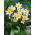 Tulipa Saxatilis - Tulpe Saxatilis - 5 Zwiebeln