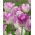 Tulipa Shirley - Tulipán Shirley - 5 květinové cibule