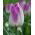 Tulipa Shirley - Tulipán Shirley - 5 květinové cibule
