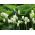 Tulipa Spring Green - Tulip Spring Green - 5 bulbs