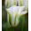 Tulipa Spring Green - Tulip Spring Green - 5 bulbs