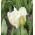 チューリップスーパーオウム - チューリップスーパーオウム -  5球根 - Tulipa Super Parrot