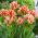 Tulipa Sylvia Warder - Tulpe Sylvia Warder - 5 Zwiebeln