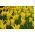 Tulipa West Point - Tulip West Point - 5 bulbs