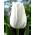 Tulipano White Dream - pacchetto di 5 pezzi - Tulipa White Dream