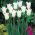 Tulp White Wings - pakket van 5 stuks - Tulipa White Wings