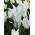 Tulp White Wings - pakket van 5 stuks - Tulipa White Wings