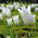 Tulp White Wings - pakket van 5 stuks - Tulipa White Wings
