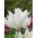Tulp White Wings - pakket van 5 stuks - Tulipa White Wings