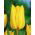 Tulipa Yokohama - Tulip Yokohama - 5 bulbs