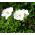 Anemon - Gelin - 40 adet - 