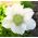 Anemon - Gelin - 40 adet - 