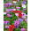 Anemone – colour selection  – 40 pcs