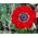 Anemone Hollandia  – 40 pcs