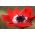 Anemone Hollandia  – 40 pcs